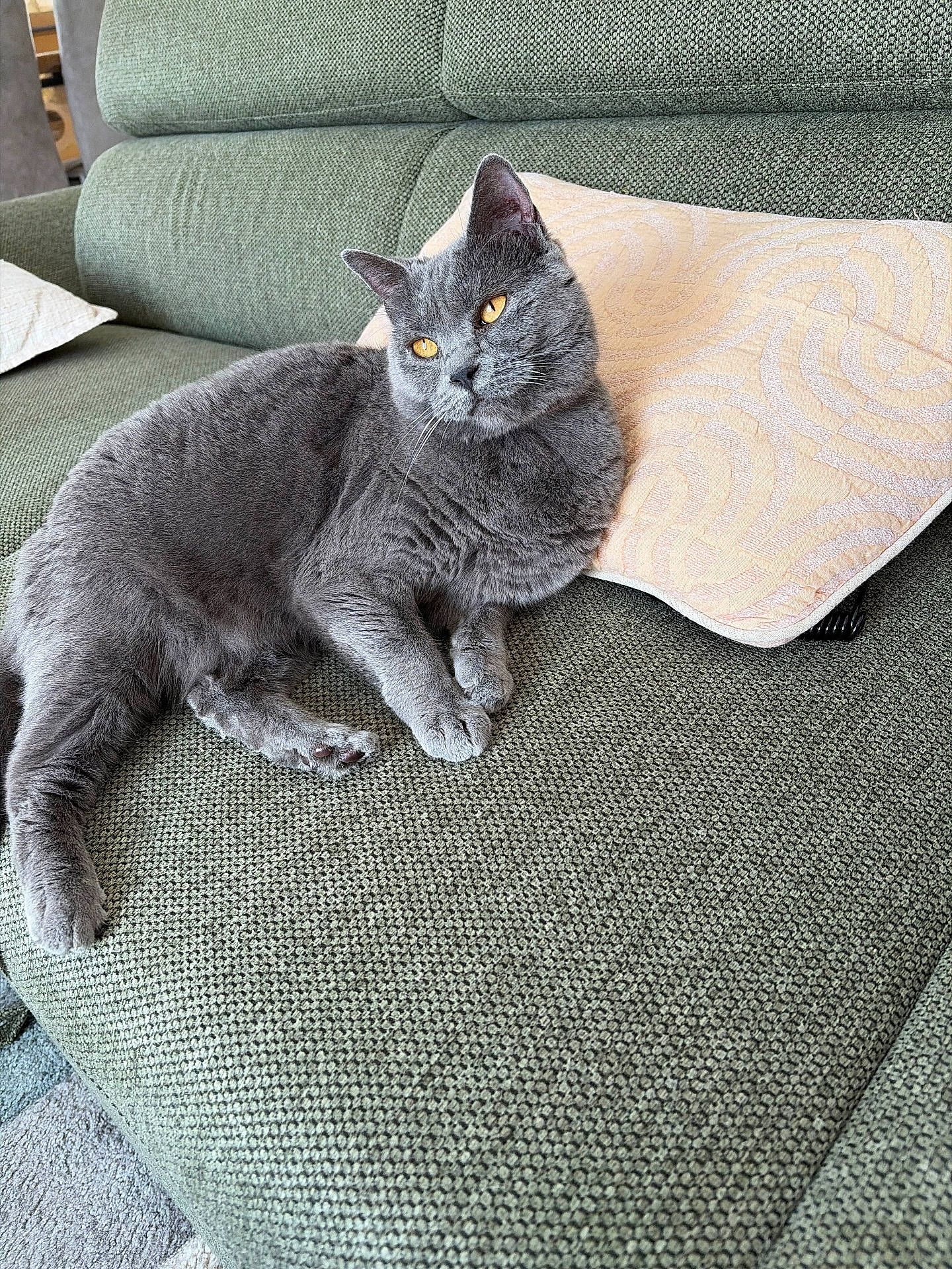 british_shorthair, cat, close_up, cozy, cushion, fur, furniture, grey_cat, indoor, living_room, lounging, orange_eyes, paw, pet, pillow, portrait, relaxed, sofa, upholstery, whiskers