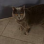cat, british_shorthair, grey_cat, pet, animal, feline, amber_eyes, whiskers, fur, indoor, tile_floor, floor, looking_up, portrait, standing, curious, home, domestic_animal, closeup, shadow