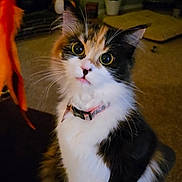 Mavis Aka Little B is registered to the contest to win money with this photo: cat, calico, indoor, pet, animal, curious, fluffy, whiskers, collar, home, cozy, carpet, plant, lights, furniture, cute, sitting, portrait, domestic, mammal