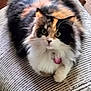 animal, calico, cat, closeup, collar, cushion, cute, domestic, feline, fluffy, fur, green_eyes, indoor, pet, relaxed, resting, soft, striped, tag, whiskers