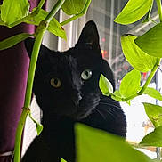 Macy is registered to the contest to win money with this photo: black_cat, cat, heterochromia, green_leaves, indoor, plant, window, pet, curious, animal, foliage, nature, closeup, domestic_cat, eye_contact, portrait, mystery, shadow, whiskers, houseplant
