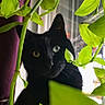 black_cat, cat, heterochromia, green_leaves, indoor, plant, window, pet, curious, animal, foliage, nature, closeup, domestic_cat, eye_contact, portrait, mystery, shadow, whiskers, houseplant