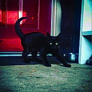 Macy joined the competition — help win amazing prizes! black_cat, cat, animal, pet, door, red_door, concrete_floor, shadow, indoor, yellow_eyes, feline, walking, curved_tail, mysterious, quiet, home, dark, night, small, alert