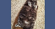 Mango Aka Babe is registered to the contest to win money with this photo: animal, blue_background, carpet, cat, curious, cute, ears, feline, fluffy, gray_cat, indoor, lying_down, paws, pet, relaxed, rounded_corners, shadow, soft, tail, whiskers