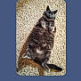 animal, blue_background, carpet, cat, curious, cute, ears, feline, fluffy, gray_cat, indoor, lying_down, paws, pet, relaxed, rounded_corners, shadow, soft, tail, whiskers