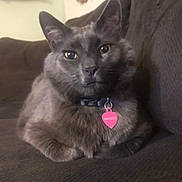 Mango Aka Babe joined the competition — help win amazing prizes! animal, cat, closeup, collar, couch, domestic, ears, eyes, face, feline, fur, gray_cat, indoor, lounge, mammal, pet, relaxed, resting, tag, whiskers