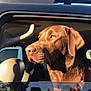 Remy joined the competition — help win amazing prizes! animal, blue_sky, canine, car, chocolate_brown, collar, daylight, dog, head, outdoor, person_reflection, pet, portrait, reflection, relaxation, side_view, sunlight, travel, trees, window