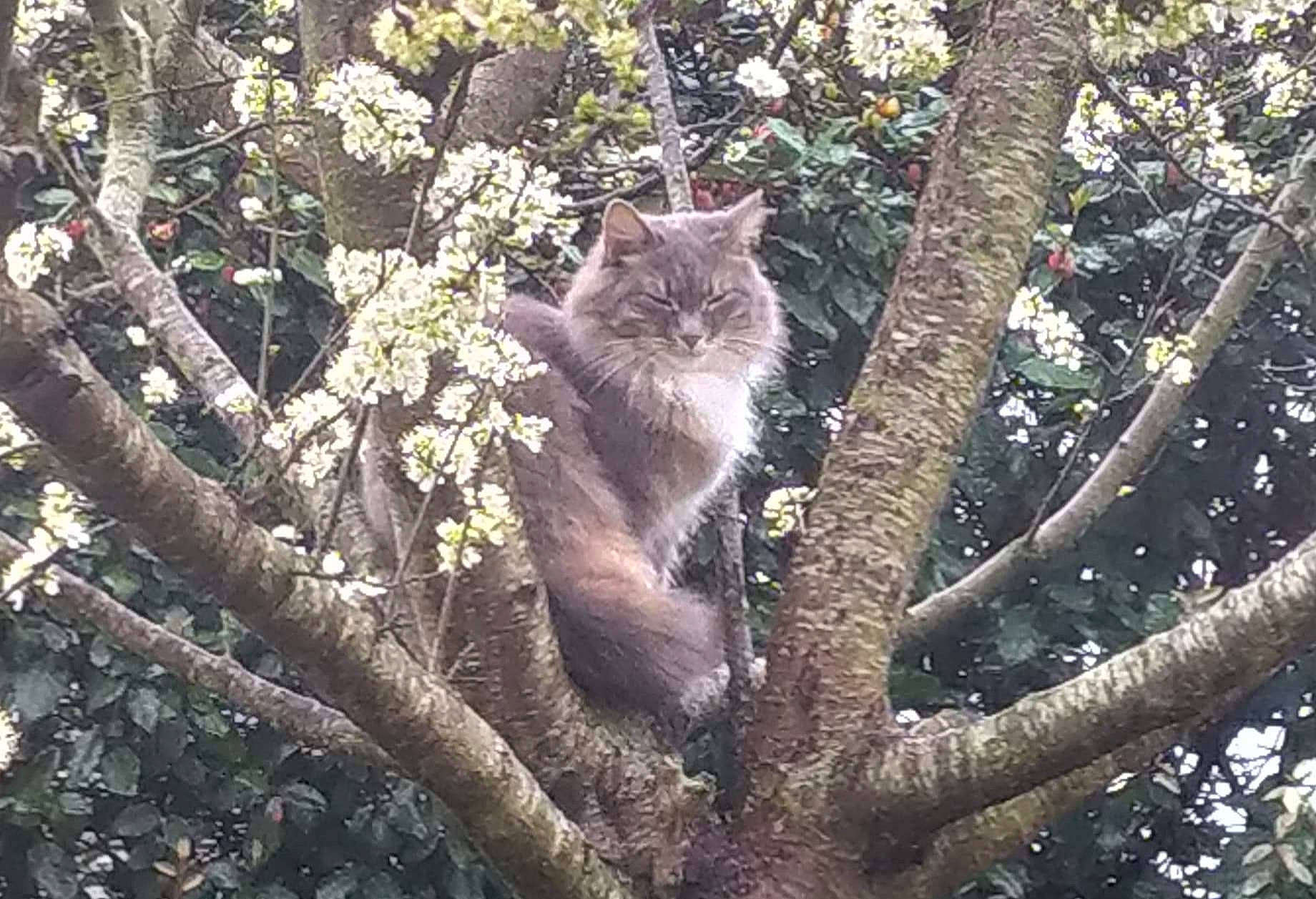 Russia participe au concours pour gagner de l'argent avec cette photo : botany, branch, carnivore, cat, felidae, plant, small_to_medium_sized_cats, tree, trunk, wildlife