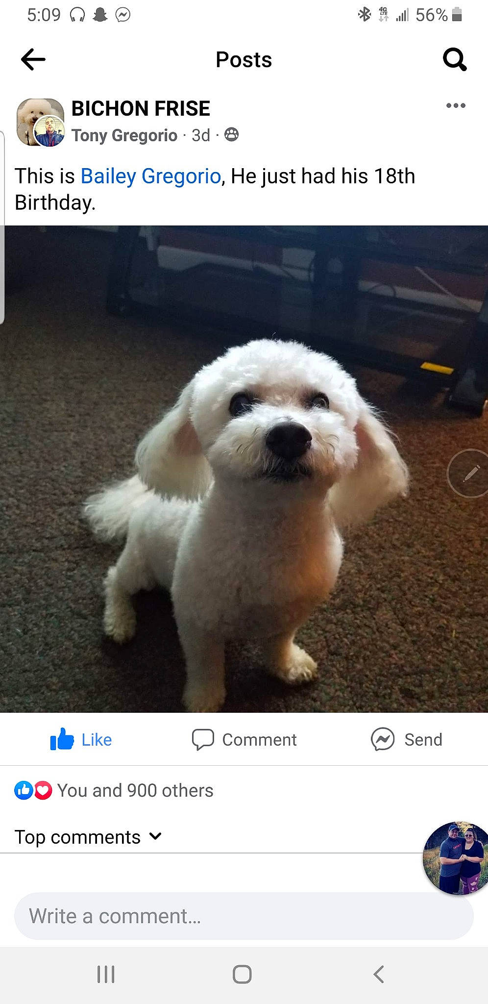 Bailey joined the competition — help win amazing prizes! adaptation, canidae, carnivore, companion_dog, dog, dog_breed, font, fur, happy, multimedia, photo_caption, photograph, poodle, poodle_crossbreed, puppy_love, screenshot, snapshot, snout, toy_dog, water_dog