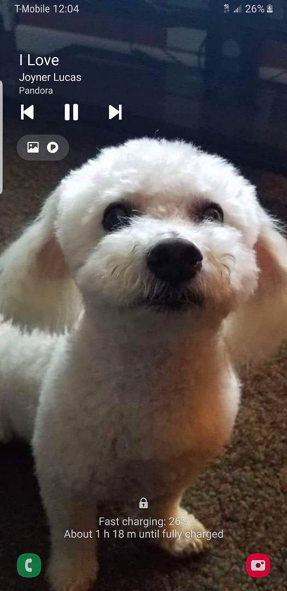 Bailey joined the competition — help win amazing prizes! canidae, carnivore, companion_dog, dog, dog_breed, dog_collar, fur, labradoodle, maltepoo, mammal, nose, poodle, puppy_love, snout, sporting_group, terrier, toy_dog, vertebrate, water_dog, working_animal