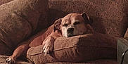 Heaven is registered to the contest to win money with this photo: animal, brown, canine, comfort, couch, cozy, cushion, dog, evening, furniture, home, indoor, living_room, paw, pet, quiet, relaxation, resting, sleepy, soft_lighting