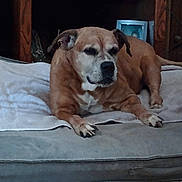 Heaven joined the competition — help win amazing prizes! animal, bed, brown_dog, calm, canine, carpet, companion, cozy, cushion, decor, dog, furniture, household, indoor, pet, photo_frame, quiet, relaxed, resting, wooden_shelf