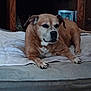 animal, bed, brown_dog, calm, canine, carpet, companion, cozy, cushion, decor, dog, furniture, household, indoor, pet, photo_frame, quiet, relaxed, resting, wooden_shelf