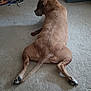 Heaven is registered to the contest to win money with this photo: animal, back_view, brown_dog, canine, carpet, chew_toy, companion, dog, dog_bed, domestic_animal, floor, furniture, home, indoor, legs_stretched, lying_down, paw, pet, relaxed, resting