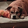 Heaven joined the competition — help win amazing prizes! animal, bed, brown_dog, canine, comfort, cozy, cushion, dog, domestic_animal, fabric, furniture, home, indoor, nap, paw, pet, relaxation, resting, sleepy, toy