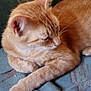 Sahara is registered to the contest to win money with this photo: cat, orange_tabby, pet, feline, animal, relaxed, lounging, whiskers, fur, paw, ears, closeup, indoor, resting, cute, sleepy, domestic_cat, mammal, cozy, soft