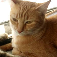 Sahara is registered to the contest to win money with this photo: animal, background, blurred, cat, close_up, cute, domestic_cat, ears, feline, fur, indoor, light, mammal, orange_tabby, pet, relaxed, resting, soft_light, whiskers, window