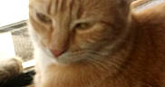 Sahara is registered to the contest to win money with this photo: animal, background, blurred, cat, close_up, cute, domestic_cat, ears, feline, fur, indoor, light, mammal, orange_tabby, pet, relaxed, resting, soft_light, whiskers, window
