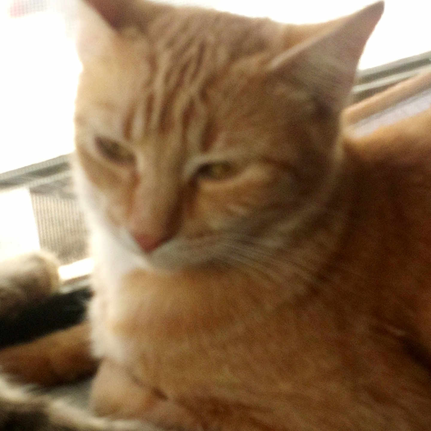 Sahara is registered to the contest to win money with this photo: animal, background, blurred, cat, close_up, cute, domestic_cat, ears, feline, fur, indoor, light, mammal, orange_tabby, pet, relaxed, resting, soft_light, whiskers, window