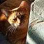 Sahara is registered to the contest to win money with this photo: cat, close_up, couch, cozy, face, feline, fur, indoor, nap, orange_cat, peeking_cat, pet, resting, shadow, sleepy, sunlight, tabby, upholstery, whiskers, winking