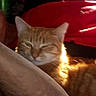 Sahara is registered to the contest to win money with this photo: animal, arm, blurred_background, cat, closeup, companion, cozy, domestic_animal, feline, fur, indoor, orange_tabby, person, pet, red_clothing, relax, resting, sleepy, soft_focus, warm_light