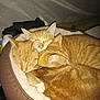 Sahara is registered to the contest to win money with this photo: animal, cat, cats, close_up, companion, cozy, cute, domestic_animal, ears, friendship, fur, furry, ginger_cat, indoor, pet_bed, pile, relaxation, resting, sleeping, whiskers