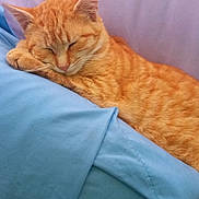 Sahara is registered to the contest to win money with this photo: animal, blanket, blue_blanket, cat, comfort, cozy, cute, cute_pet, domestic_cat, feline, fur, indoors, nap, orange_tabby, pet, relaxed, resting, sleeping, soft, whiskers