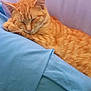 Sahara is registered to the contest to win money with this photo: animal, blanket, blue_blanket, cat, comfort, cozy, cute, cute_pet, domestic_cat, feline, fur, indoors, nap, orange_tabby, pet, relaxed, resting, sleeping, soft, whiskers