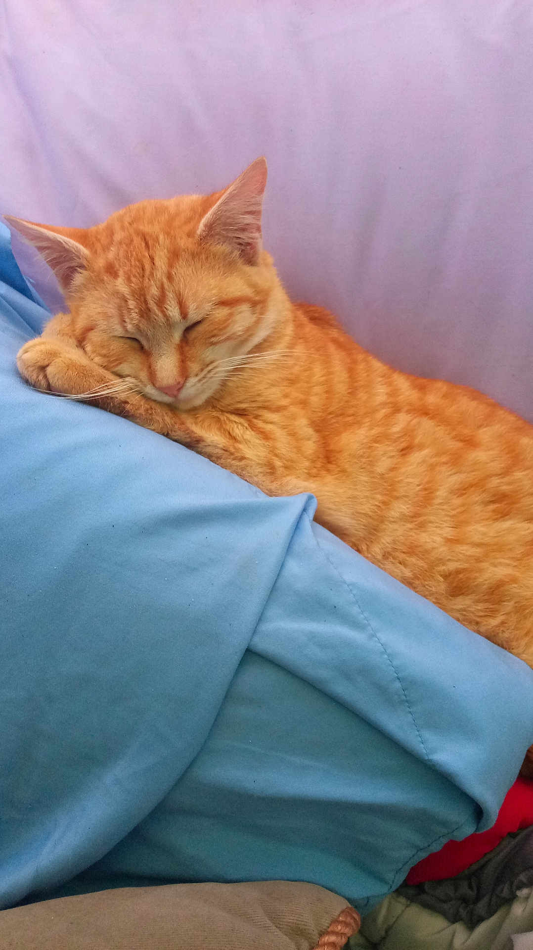 Sahara