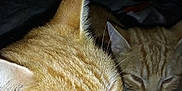 Sahara is registered to the contest to win money with this photo: cat, orange_tabby, feline, sleeping, close_up, pet, animal, whiskers, fur, domestic_cat, resting, two_cats, indoor, cute, mammal, face, ears, paw, companion, quiet
