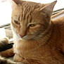 cat, orange_tabby, pet, feline, animal, indoor, window, blur, closeup, fur, whiskers, ears, sleepy, relaxed, domestic_cat, mammal, companion_animal, resting, portrait, cute