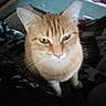 Sahara is registered to the contest to win money with this photo: animal, carpet, cat, close_up, cute, domestic, ears, eyes, face, floor, fur, furniture, ginger_cat, hand, indoor, looking_up, mammal, pattern, pet, whiskers