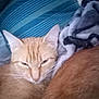 Sahara is registered to the contest to win money with this photo: cat, orange_cat, pet, sleepy, indoor, blanket, pillow, fur, whiskers, relaxed, cozy, closeup, mammal, animal, resting, cute, feline, soft, comfort, nap