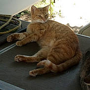 Sahara joined the competition — help win amazing prizes! animal, cat, curious, daylight, domestic_animal, ear, fur, lounging, nature, orange_tabby, outdoor, pet, relaxed, resting, rope, shadow, sunlight, table, tail, whiskers