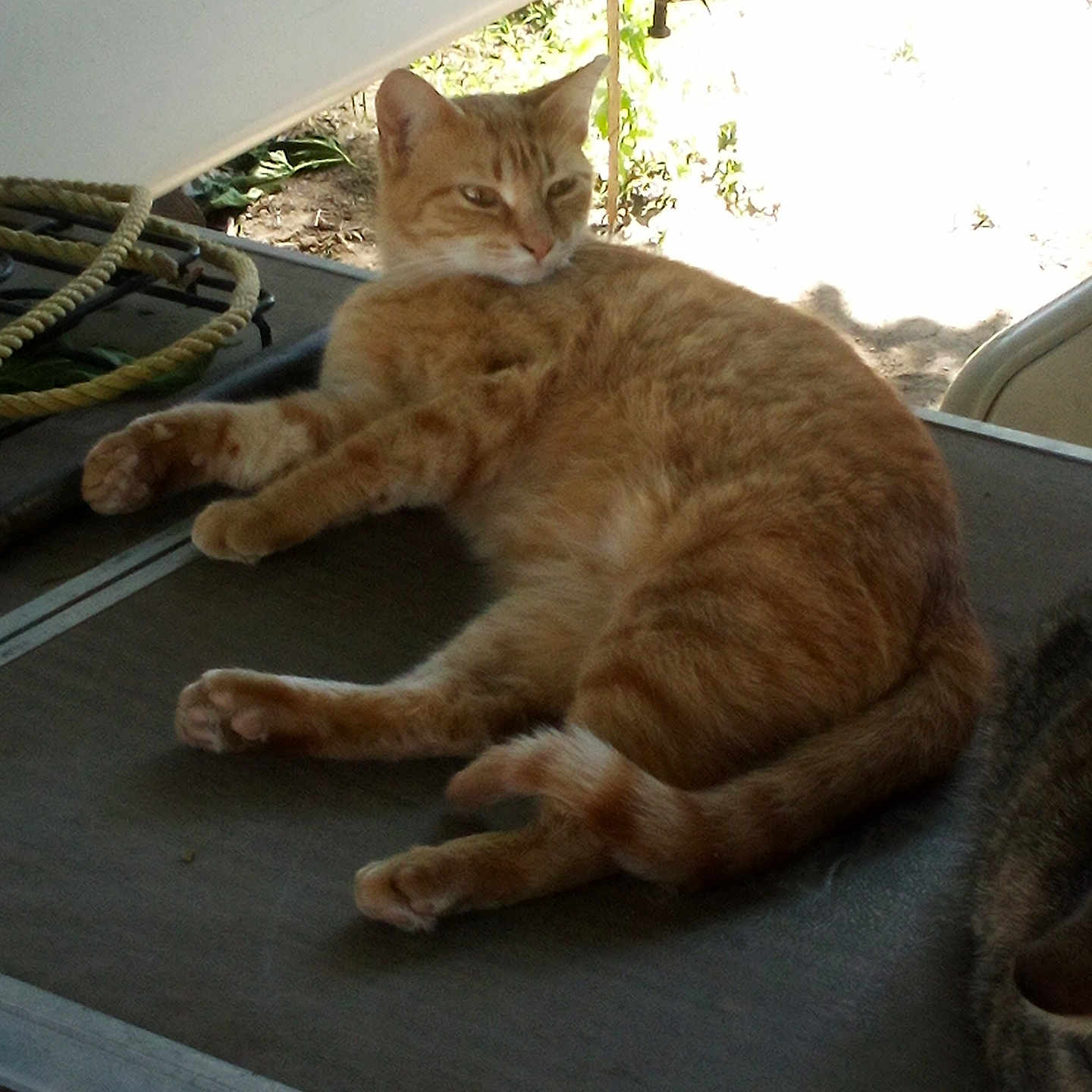 Sahara joined the competition — help win amazing prizes! animal, cat, curious, daylight, domestic_animal, ear, fur, lounging, nature, orange_tabby, outdoor, pet, relaxed, resting, rope, shadow, sunlight, table, tail, whiskers