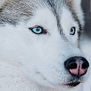 Chewy is registered to the contest to win money with this photo: dog, husky, blue_eyes, close_up, portrait, fur, collar, pet, animal, canine, muzzle, whiskers, ears, face, outdoor, winter, snow, focused, nature, companion