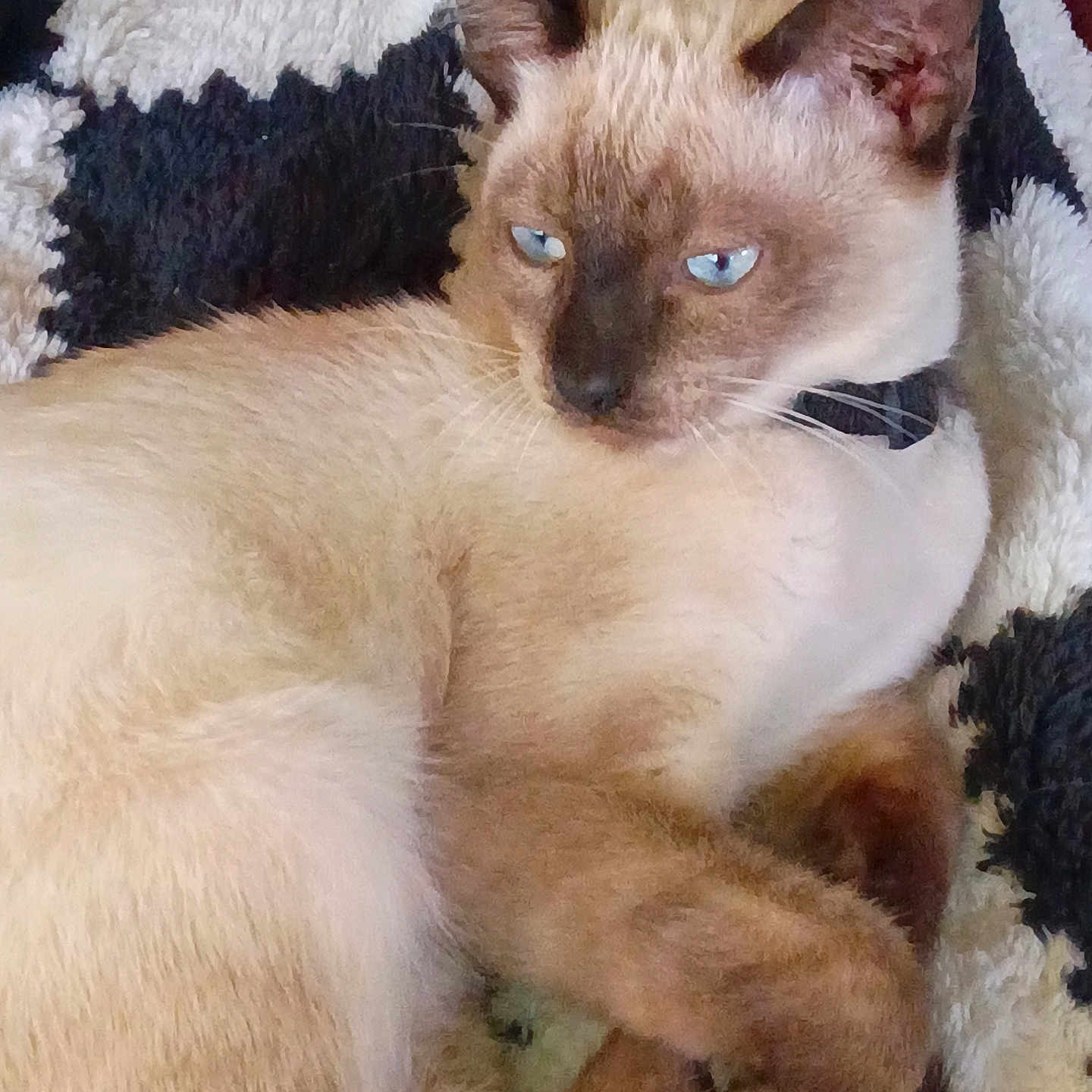 Coco