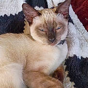 Coco is registered to the contest to win money with this photo: cat, siamese_cat, pet, animal, feline, sleepy, squinting, blue_eyes, whiskers, pointed_ears, cream_fur, brown_markings, indoor, blanket, cozy, relaxing, close_up, portrait, home, cuddly