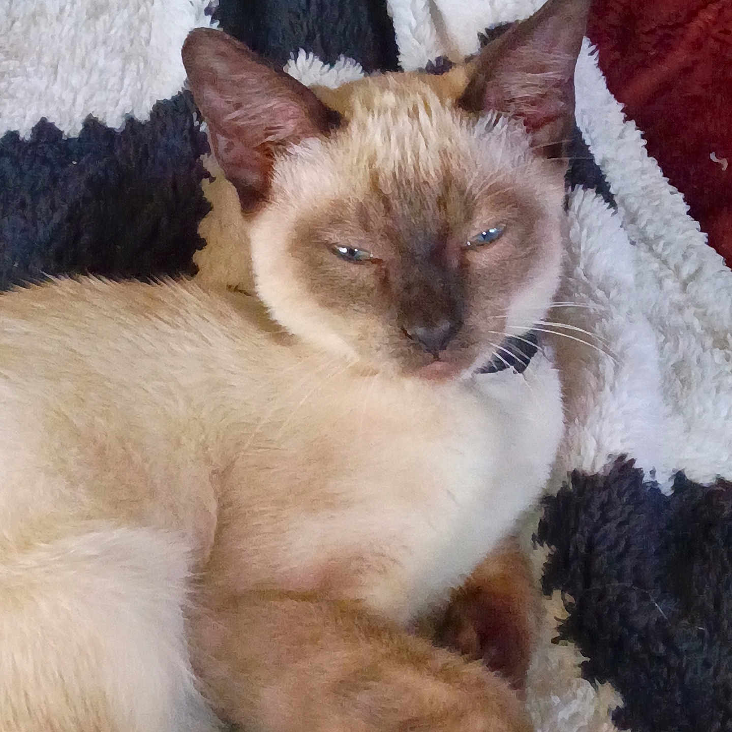 Coco