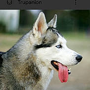 Chewgach is registered to the contest to win money with this photo: dog, husky, animal, pet, canine, blue_eyes, fur, tongue, outdoor, profile, muzzle, ears, portrait, nature, cute, alert, friendly, domestic_animal, closeup, background_blur