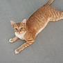 Ozzy is registered to the contest to win money with this photo: cat, orange_tabby, pet, animal, feline, laying_down, floor, indoor, looking_at_camera, whiskers, ears, tail, paws, fur, striped, relaxed, cute, domestic_cat, young_cat, alert