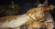 Ozzy joined the competition — help win amazing prizes! bed, blanket, calculator, cat, cats, cozy, fur, grey_tabby, indoor, low_light, nap, notebook, orange_cat, paw_pads, paws, pet, remote_control, sleeping, stretching, tabby_cat