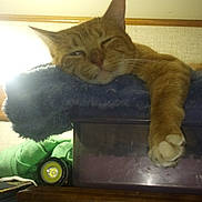 Ozzy joined the competition — help win amazing prizes! blanket, cat, close_up, container, cozy, feline, flashlight, furniture, indoor, lamp, orange_cat, paw, pet, portrait, relaxed, resting, shelf, sleeping, tabby, whiskers