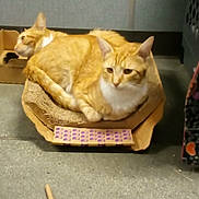 Ozzy joined the competition — help win amazing prizes! cat, orange_tabby, cardboard, scratch_pad, floor, indoor, pet, relaxed, feline, two_cats, animal, resting, cute, domestic_cat, whiskers, ears, tail, lying_down, companion, cozy