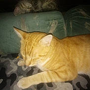 Ozzy is registered to the contest to win money with this photo: cat, sleeping, indoor, furniture, couch, carpet, ginger_cat, tabby_cat, pet, animal, relaxation, cozy, resting, two_cats, close_up, mammal, domestic_animal, feline, soft_lighting, quiet