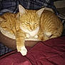 Ozzy is registered to the contest to win money with this photo: cat, orange_tabby, sleeping, resting, pet_bed, cozy, indoor, feline, fur, paw, blanket, comfort, closeup, two_cats, domestic_animal, animal, cute, companion, relaxing, snuggling