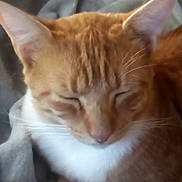 Ozzy joined the competition — help win amazing prizes! animal, blurred, cat, close_up, cozy, cute, domestic_animal, ears, feline, fur, indoor, mammal, orange_cat, pet, relaxing, resting, sleeping, soft, whiskers, white_fur