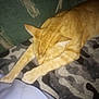 Ozzy is registered to the contest to win money with this photo: cat, ginger_cat, stretching, carpet, patterned_carpet, couch, green_couch, indoor, pet, sleeping, relaxed, fur, whiskers, paw, animal, mammal, domestic_cat, resting, close_up, household