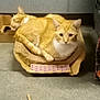 Ozzy is registered to the contest to win money with this photo: cat, orange_tabby, cardboard, scratcher, floor, indoor, resting, sleeping, animal, pet, feline, two_cats, curious, relaxed, fur, whiskers, ears, tail, napping, domestic