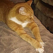 Ozzy joined the competition — help win amazing prizes! animal, blanket, cat, couch, cozy, domestic, feline, fur, furniture, indoor, orange_tabby, paws, pet, relaxed, resting, side_view, sleepy, soft_texture, stretching, whiskers